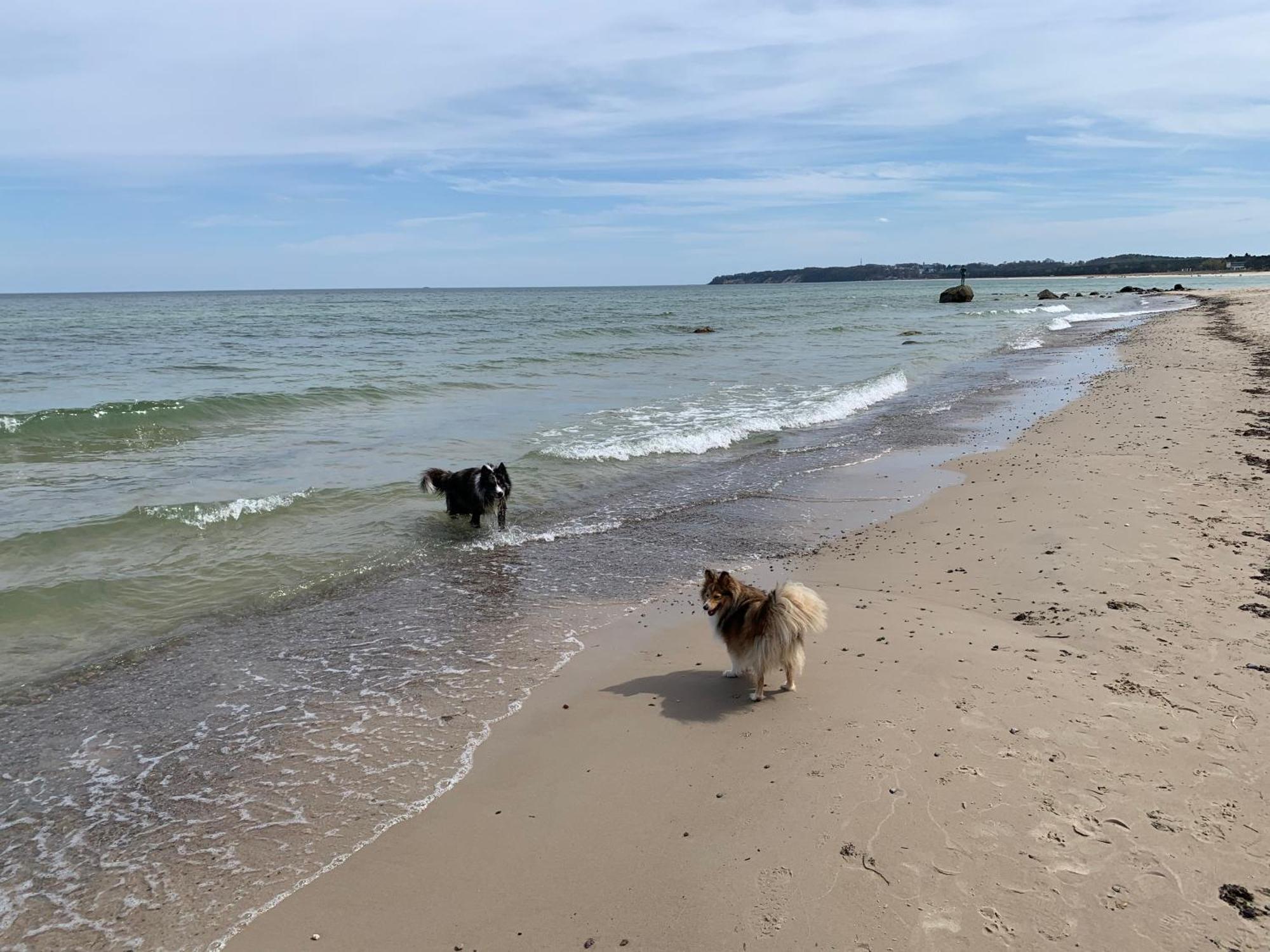 Ferienwohnungen Goehren Urlaub Mit Hund Eksteriør billede